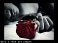 /album/rosas/rosa-jpg1/